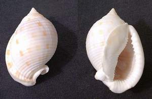 Scotch bonnet seashell specimen found on Sanibel Island