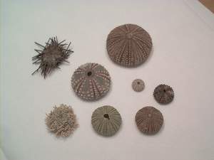 Sea urchin found on Sanibel Island beach