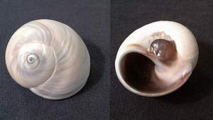 Shark eye seashell specimen found on Sanibel Island