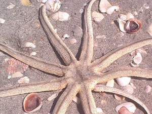 Starfish on Sanibel