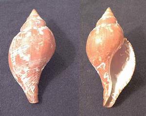 True tulip seashell specimen found on Sanibel Island