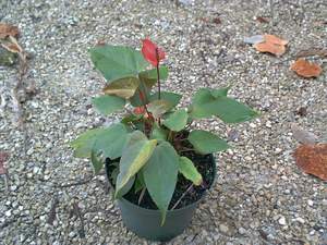 Anthurium on Sanibel