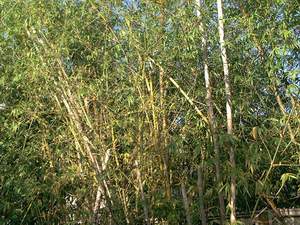Bamboo thicket on Sanibel