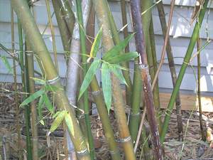 Bamboo detail on Sanibel