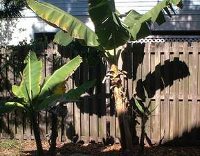 Banana tree on Sanibel