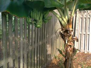 Banana cluster on Sanibel