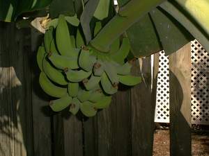 Banana cluster on Sanibel