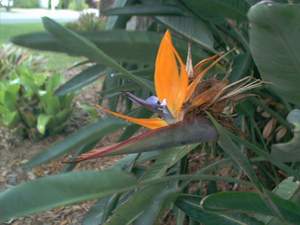 Bird of paradise plant on Sanibel