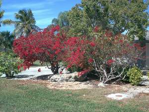 Red bougainvillea on Sanibel