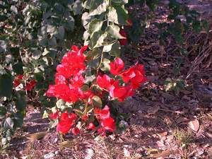 Red bougainvillea on Sanibel