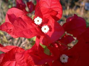 Red bougainvillea on Sanibel