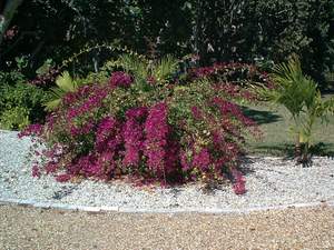 Purple bougainvillea on Sanibel