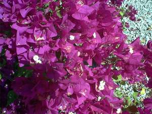 Purple bougainvillea on Sanibel
