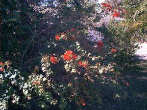 Orange bougainvillea on Sanibel