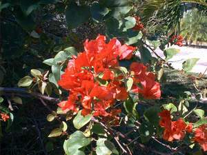 Orange bougainvillea on Sanibel