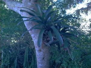 Wild bromeliad on Sanibel