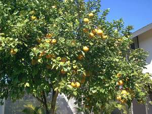 Sour orange tree on Sanibel
