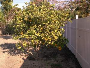 Sweet orange tree on Sanibel