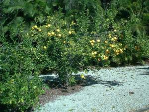 Grapefruit tree on Sanibel
