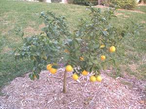 Lemon tree on Sanibel