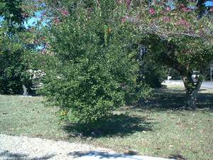 Tangerine tree on Sanibel