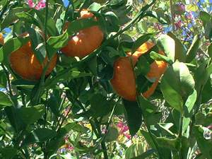 Ripe tangerines on Sanibel