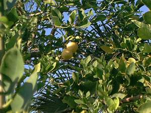 Ripe key limes on Sanibel