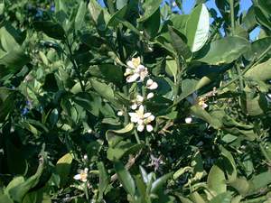 Key lime blossoms on Sanibel