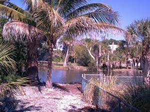 Coconut palm tree on Sanibel