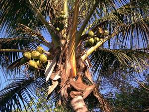 Coconuts on a Sanibel tree