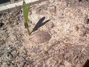 Baby coconut on Sanibel