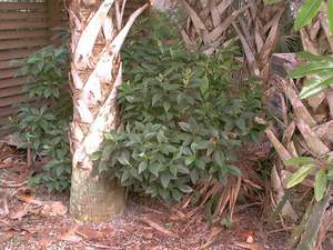 Wild coffee plant on Sanibel