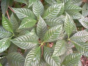 Wild coffee plant on Sanibel