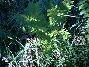 East India wart fern on Sanibel