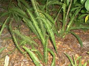 Sword fern on Sanibel