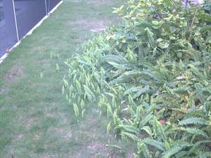 Ferns taking over the grass on Sanibel
