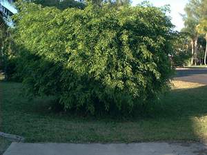 Ficus tree on Sanibel