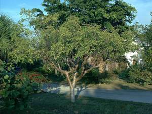 Gumbo limbo tree on Sanibel