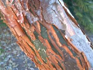 Gumbo limbo bark on Sanibel