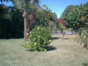 Hibiscus bush on Sanibel