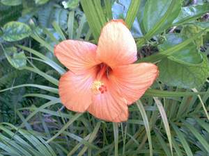 Hibiscus flower on Sanibel