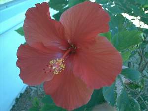 Hibiscus flower on Sanibel