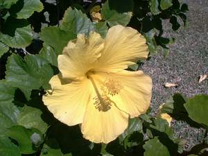 Hibiscus flower on Sanibel