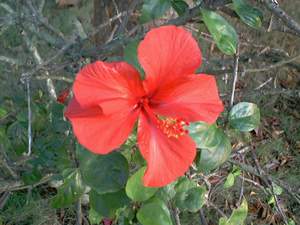 Hibiscus flower on Sanibel