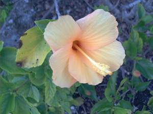 Hibiscus flower on Sanibel