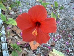 Hibiscus flower on Sanibel