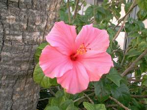 Hibiscus flower on Sanibel