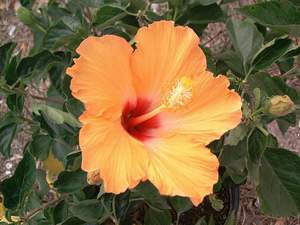 Hibiscus flower on Sanibel