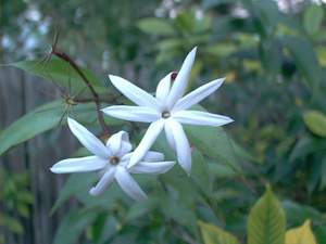 Jasmine flower, very fragrant, on Sanibel