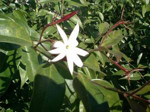 Jasmine flower, very fragrant, on Sanibel